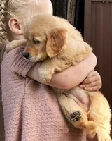 Aspen, a female Golden Retriever for sale in Holmesville, OH – 3 of 10
