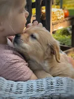 Aspen, a female Golden Retriever for sale in Holmesville, OH – 9 of 10