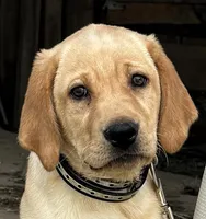 Zoey ACA, a female Labrador Retriever for sale in Holmesville, OH – 2 of 6