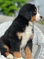Theo AKC, a male Bernese Mountain Dog for sale in Holmesville, OH – 2 of 4