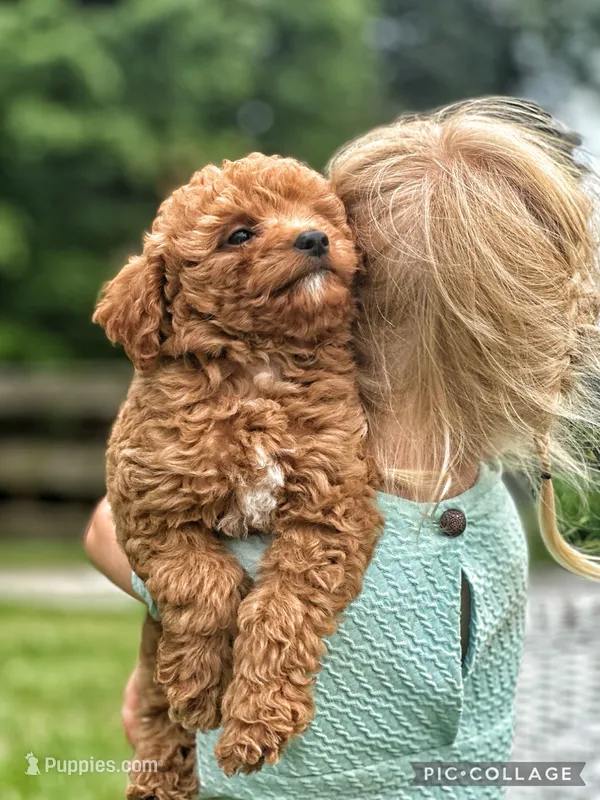 Reed F1B – Miniature Goldendoodle puppy for sale in Holmesville, OH