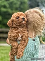 Reed F1B, a male Miniature Goldendoodle for sale in Holmesville, OH – 5 of 10