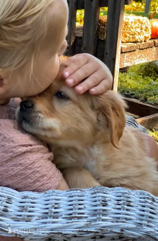 Aspen – Golden Retriever puppy for sale in Holmesville, OH