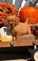 Ember , a male Golden Retriever for sale in Holmesville, OH – 7 of 10