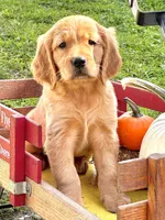 Goldenrod, a female Golden Retriever for sale in Holmesville, OH – 2 of 6
