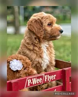 Redmond F1B, a male Miniature Goldendoodle for sale in Holmesville, OH – 3 of 7