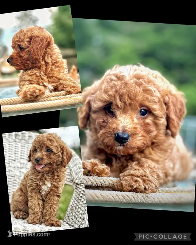 Reed  – Miniature Goldendoodle puppy for sale in Holmesville, OH