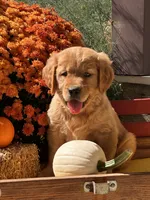 Honey, a male Golden Retriever for sale in Holmesville, OH – 4 of 6