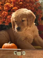 Latte, a male Golden Retriever for sale in Holmesville, OH – 2 of 6