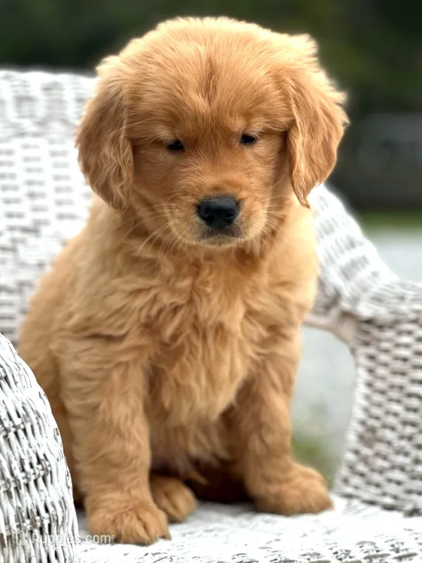 Theo AKC – Golden Retriever puppy for sale in Holmesville, OH