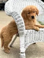 Theo AKC, a male Golden Retriever for sale in Holmesville, OH – Photo 3 of 5