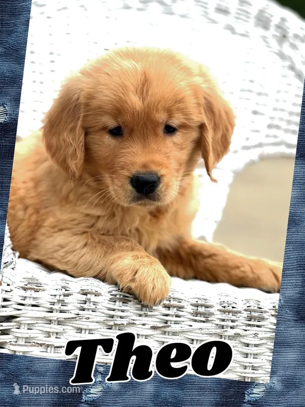 Theo AKC – Golden Retriever puppy for sale in Holmesville, OH
