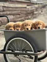 Theo AKC, a male Golden Retriever for sale in Holmesville, OH – Photo 5 of 5