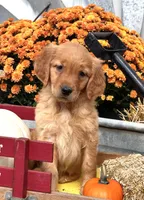 Sunset, a female Golden Retriever for sale in Holmesville, OH – 4 of 6