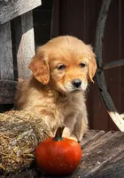 Aspen, a female Golden Retriever for sale in Holmesville, OH – 4 of 10