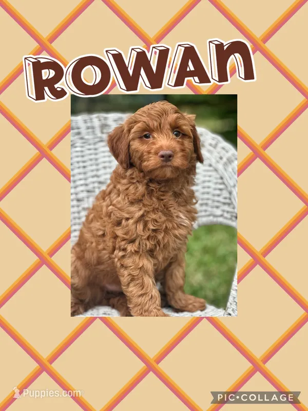 Rowan F1B – Miniature Goldendoodle puppy for sale in Holmesville, OH