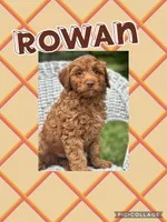 Rowan , a male Miniature Goldendoodle for sale in Holmesville, OH – 2 of 7