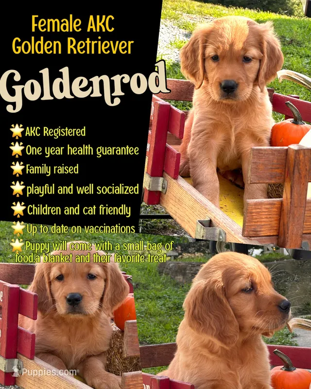 Goldenrod – Golden Retriever puppy for sale in Holmesville, OH