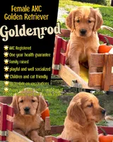 Goldenrod, a female Golden Retriever for sale in Holmesville, OH – 1 of 6