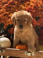 Latte, a male Golden Retriever for sale in Holmesville, OH – 6 of 6