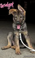 Bridget AKC, a female German Shepherd Dog for sale in Holmesville, OH – 2 of 9