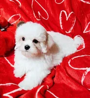 Benji, a male Maltese for sale in Brandon, MS – Photo 2 of 3