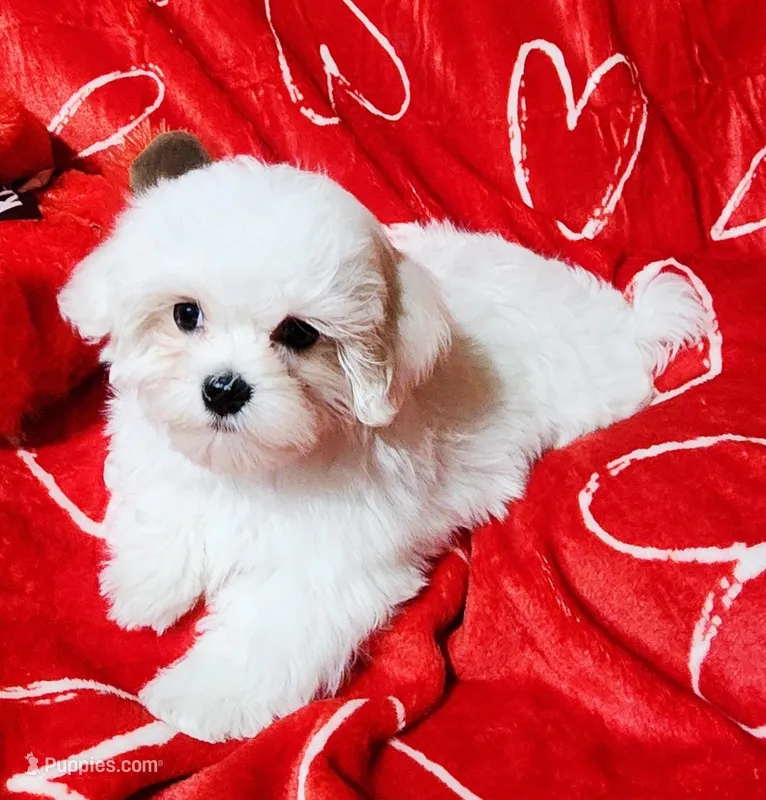 Benji – Maltese puppy for sale in Brandon, MS