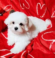 Benji, a male Maltese for sale in Brandon, MS – Photo 1 of 3
