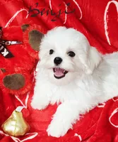 Benji, a male Maltese for sale in Brandon, MS – Photo 3 of 3