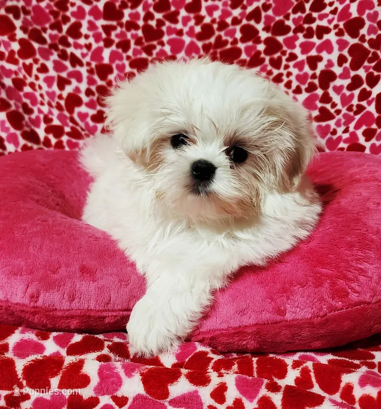 dini, a male Maltese for sale in Brandon, MS – Photo 1 of 2