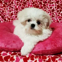 dini, a male Maltese for sale in Brandon, MS – Photo 1 of 2