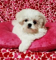 dini, a male Maltese for sale in Brandon, MS – Photo 1 of 2