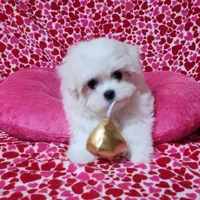 dini, a male Maltese for sale in Brandon, MS – Photo 2 of 2