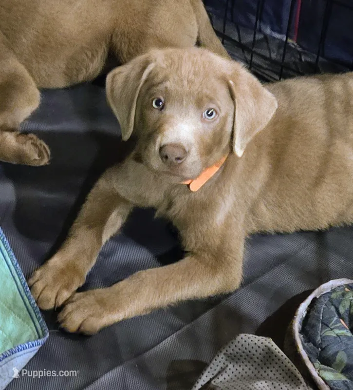 Hunter orange  – Labrador Retriever puppy for sale in Cle Elum, WA