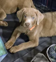 Hunter orange, a male Labrador Retriever for sale in Cle Elum, WA – 3 of 9