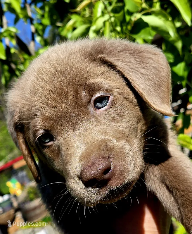 Hunter orange  – Labrador Retriever puppy for sale in Cle Elum, WA