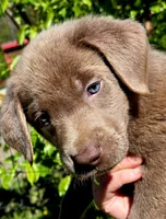 Hunter orange, a male Labrador Retriever for sale in Cle Elum, WA – 5 of 9