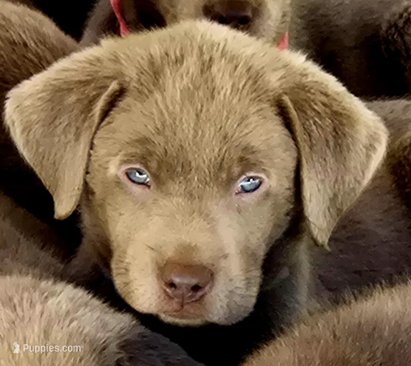 Blue Sky – Labrador Retriever puppy for sale in Cle Elum, WA