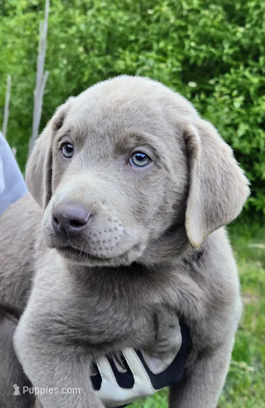 John Deere Green – Labrador Retriever puppy for sale in Cle Elum, WA