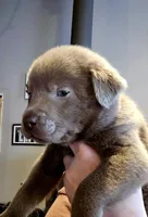 Clifford thr Red, a male Labrador Retriever for sale in Cle Elum, WA – 1 of 2