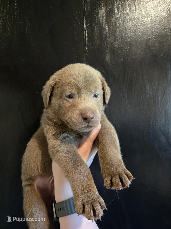 John Deere Green – Labrador Retriever puppy for sale in Cle Elum, WA