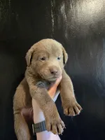 John Deere Green, a male Labrador Retriever for sale in Cle Elum, WA – 1 of 1
