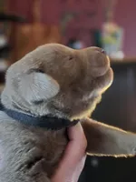 Jack black, a male Labrador Retriever for sale in Cle Elum, WA – Photo 3 of 3