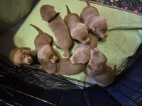 Jack black, a male Labrador Retriever for sale in Cle Elum, WA – Photo 2 of 3