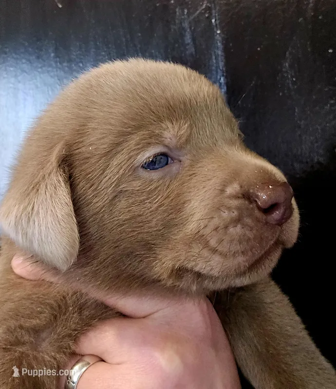 Jack black – Labrador Retriever puppy for sale in Cle Elum, WA