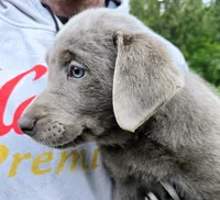 Daffy yellow, a female Labrador Retriever for sale in Cle Elum, WA – 1 of 5