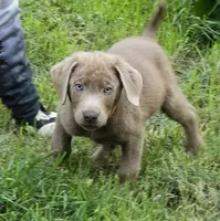 Hunter orange, a male Labrador Retriever for sale in Cle Elum, WA – 2 of 9