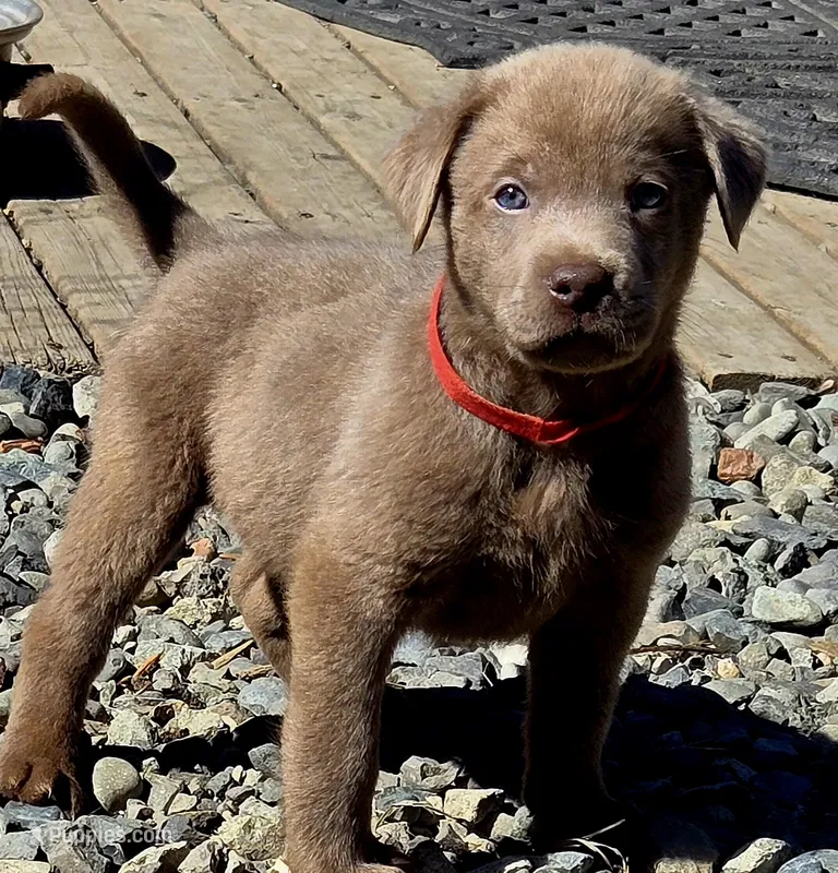 Clifford thr Red – Labrador Retriever puppy for sale in Cle Elum, WA