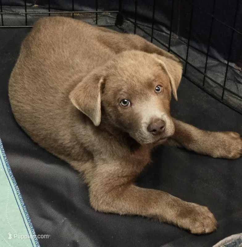 Clifford thr Red – Labrador Retriever puppy for sale in Cle Elum, WA