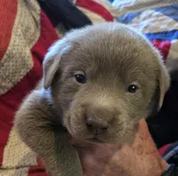Hunter orange , a male Labrador Retriever for sale in Cle Elum, WA – Photo 2 of 3